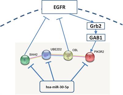 MiR-30 Family Potentially Targeting PI3K-SIAH2 Predicted Interaction Network Represents a Novel Putative Theranostic Panel in Non-small Cell Lung Cancer